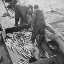 Mackerel fishing, Gloucester, Massachusetts, 1943. Creator: Gordon Parks.