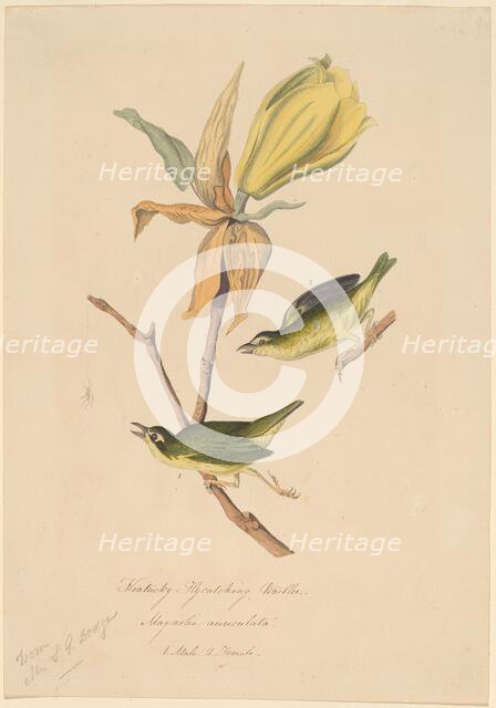 Kentucky Fly-catching Warbler, 1830s. Creator: John Woodhouse Audubon.