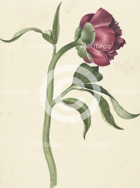 Flower of the peony, 1700-1800. Creator: CJ Kruimel.