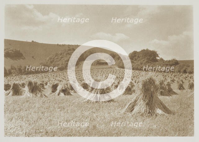 [Wheat]. From the album: Photograph album - England, 1920s. Creator: Harry Moult.