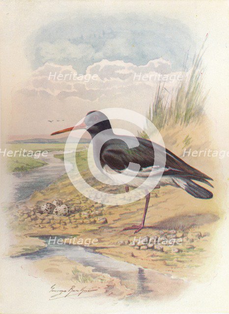 'Oyster-Catcher - Haemat'opus ostral'egus', c1910, (1910). Artist: George James Rankin.