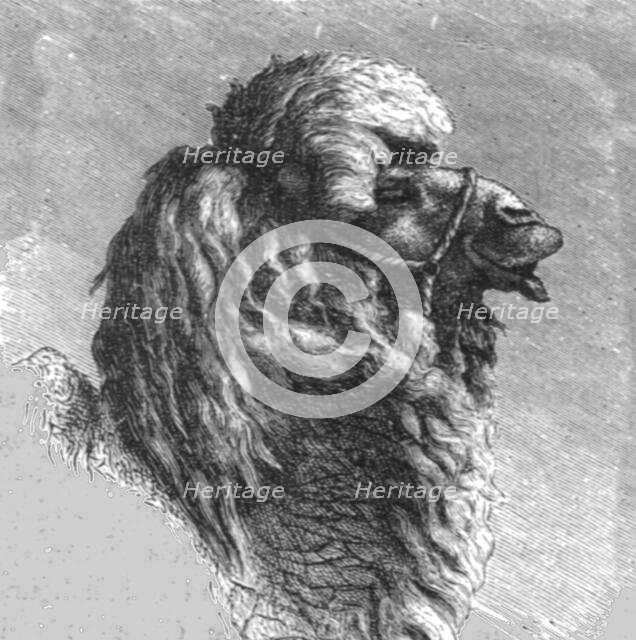 'Kalmuck Camel; The Caucasus', 1875. Creator: Unknown.