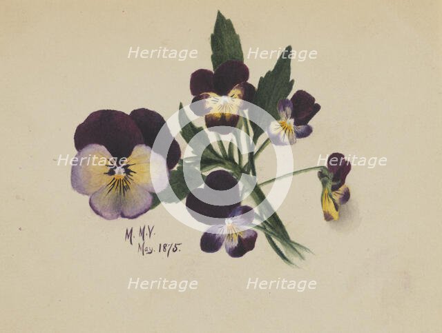 Untitled (Pansies), 1875. Creator: Mary Vaux Walcott.