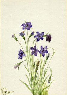 Bellflower (Campanula), 1935. Creator: Mary Vaux Walcott.