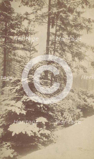 Pines in Snow, 1880s-90s. Creator: Unknown.