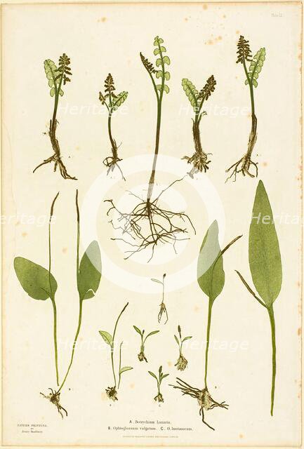 Nature Print of Moonwort and Adder's Tongue Ferns, plate 51 from The Ferns of Great Britain..., 1855 Creator: Henry Bradbury.