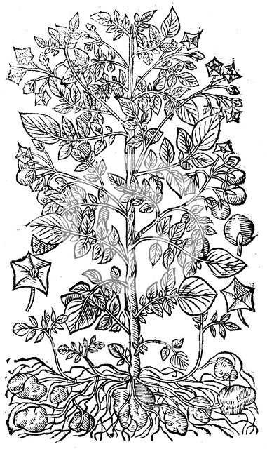 Potato, 1640. Artist: Unknown