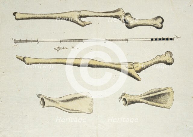 Giraffa camelopardalis (Giraffe), skeleton, 1779. Creator: Robert Jacob Gordon.