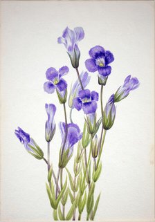 Fringed Gentian (Gentiana elegana), 1933. Creator: Mary Vaux Walcott.