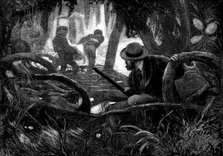 "Among the Mangroves" - drawn by V. W. Bromley, 1873. Creator: Henry Linton.