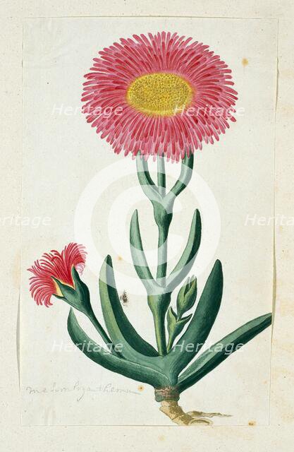 Carpobrotus Quadrifidus L. Bolus, 1777-1786. Creator: Robert Jacob Gordon.