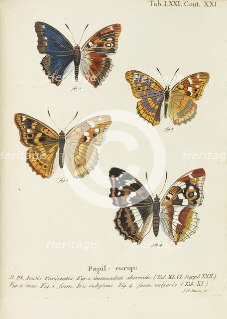 Die Schmetterlinge (The butterflies), 1777-1794. Creator: Esper, Eugen Johann Christoph (1742-1810).