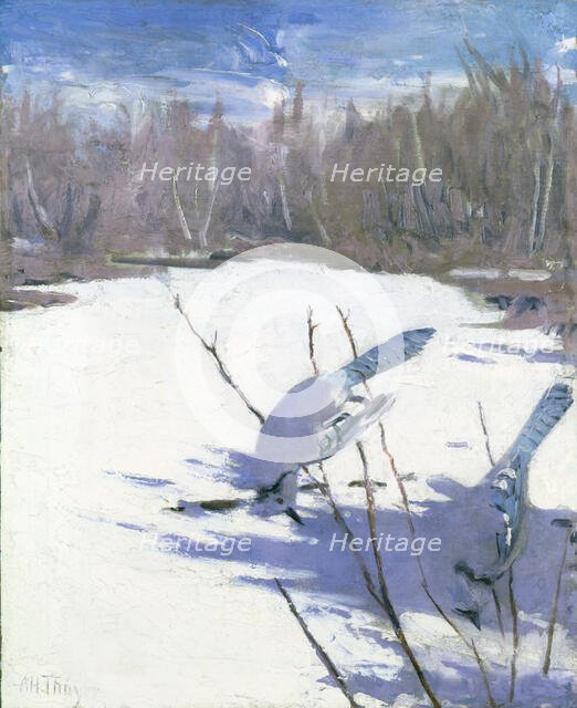 Blue Jays in Winter, study for book Concealing Coloration in the Animal Kingdom, ca. 1905-1909. Creator: Abbott Handerson Thayer.