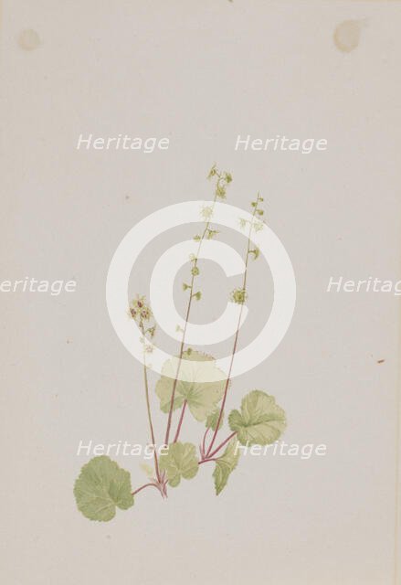 Mitella nuda, ca. 1900-1920. Creator: Mary Vaux Walcott.