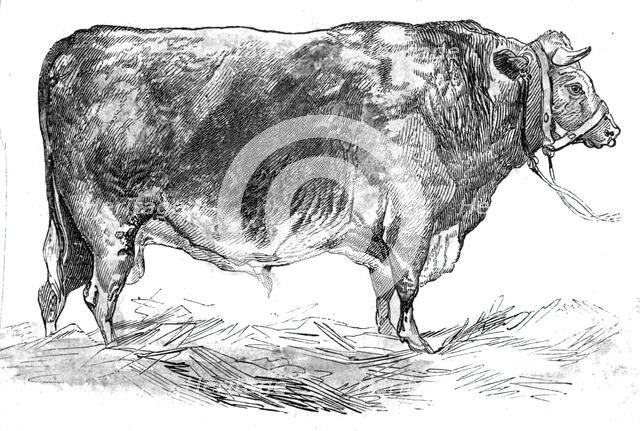 Mr. W. Foulds's short-horned bull, 1844. Creator: Unknown.