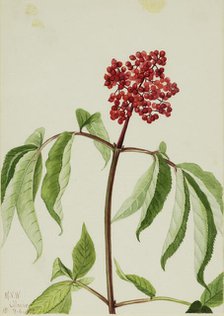 Scarlet Elder (Sambucus pubens), 1922. Creator: Mary Vaux Walcott.