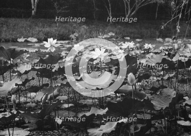 Travel views of Japan and Korea, 1908. Creator: Arnold Genthe.