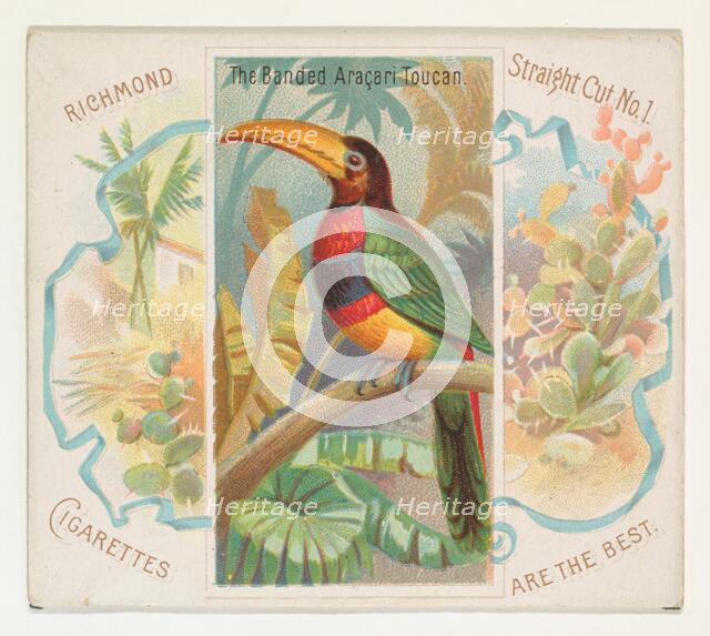 The Banded Aracari Toucan, from Birds of the Tropics series (N38) for Allen & Ginter Cigar..., 1889. Creator: Allen & Ginter.
