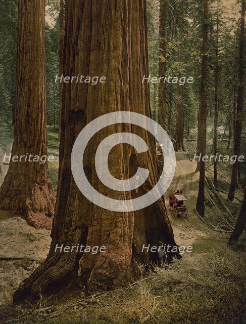 Mariposa Grove of big trees. "Three graces", ca 1900. Creator: Unknown.