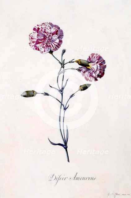 Difor Amourius (Carnation), c. 1745 (hand coloured engraving). Creator: "Georg Dionysius Ehret (1710 - 70); Ehret, Georg Dionysius (1710-1770)".