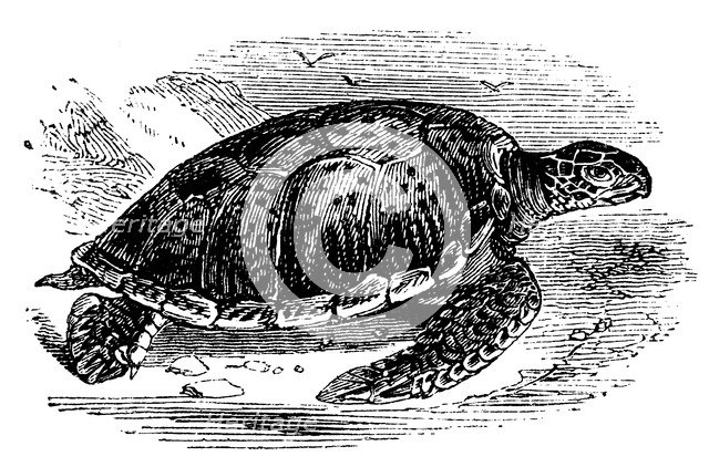 Green Turtle (Chelone mydas), c1890. Artist: Unknown