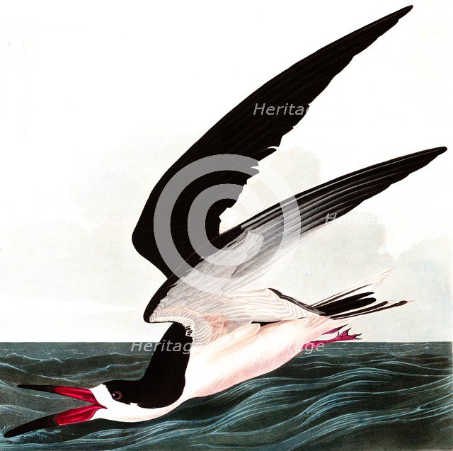 Black Skimmer or Shearwater, Rhincops Nigra, 1845.