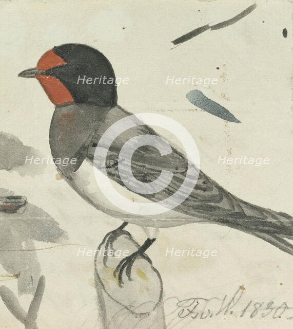 Barn Swallow, 1830. Creator: Ferdinand von Wright.
