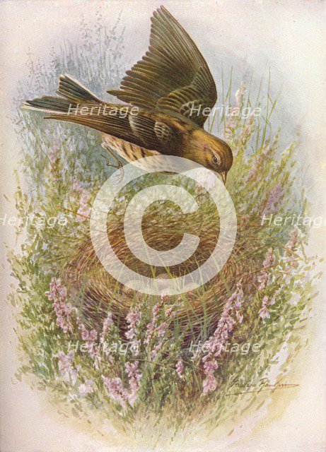 'Meadow-Pipit or Titlark - An'thus praten'sis', c1910, (1910). Artist: George James Rankin.