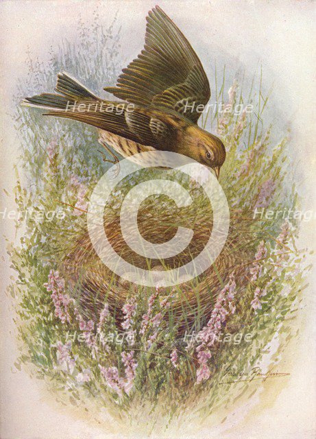 'Meadow-Pipit or Titlark - An'thus praten'sis', c1910, (1910). Artist: George James Rankin.