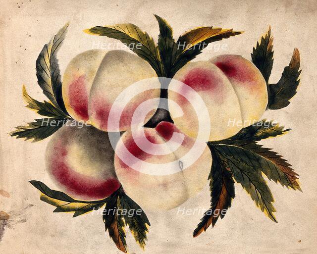 Peach (Prunus species): fruits and leaves. Creator: Unknown.