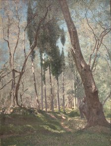 Olive trees in Menton, 1897. Creator: Henry Brokman.
