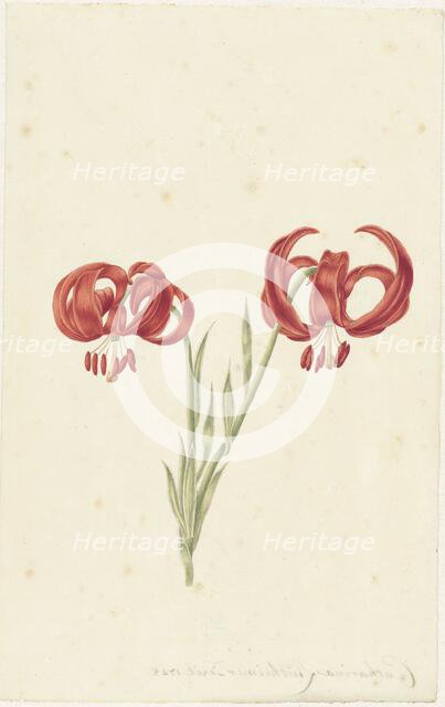 Red Lily, 1728. Creator: Catharina Lintheimer.