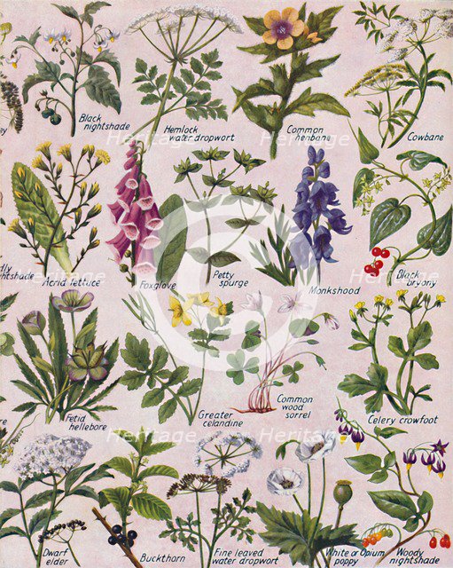 'Poisonous Plants Found in the British Isles', 1935. Artist: Unknown.