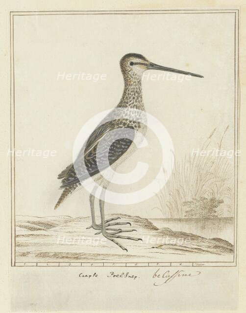 Gallinago nigripennis nigripennis (African snipe), 1777-1786. Creator: Robert Jacob Gordon.