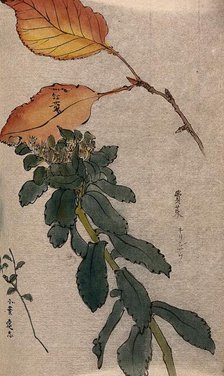 Autumn leaves of a beech tree (Fagus species) and two unidentified leafy stems. Creator: Unknown.