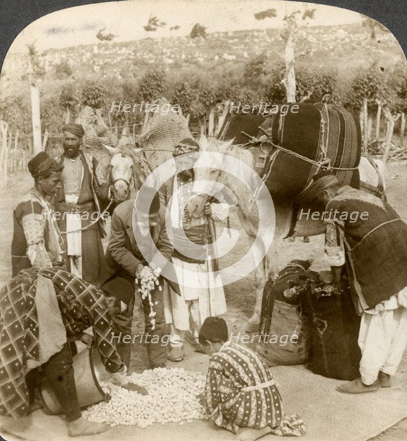 Experts purchasing silk cocoons, for export to France, Antioch, Syria, 1900s.Artist: Underwood & Underwood