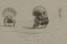 Three Turkeys, 1859. Creator: David Hunter Strother.