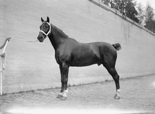 Horse Shows - Mclean Horses, 1912. Creator: Harris & Ewing.