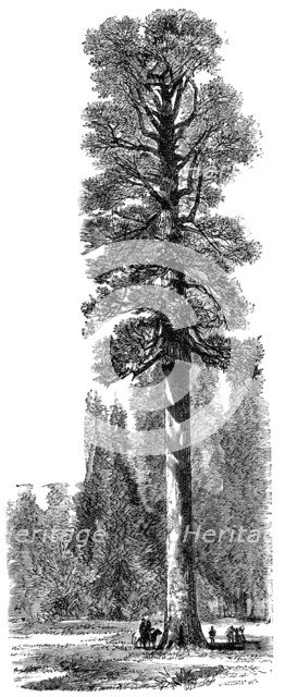 The 'Keystone State', Californian Redwood 325 feet high in Yosemite National Park, c1875. Artist: Unknown