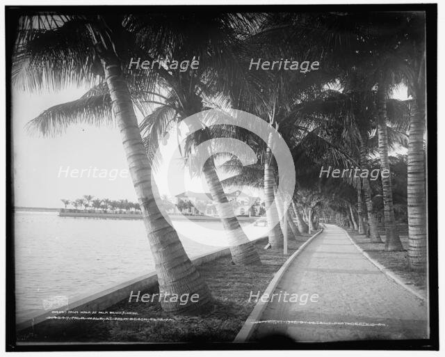 Palm walk at Palm Beach, Florida, c1902. Creator: William H. Jackson.