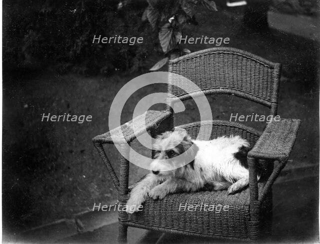 Jack Russell Terrier Dog on wicker chair, Kilternan Abbey, Golden Ball, Ireland c1895. Creator: Robert Augustus Henry L'Estrange.