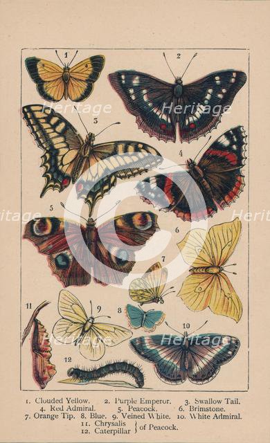 'Butterflies', 19th century. Creator: Unknown.