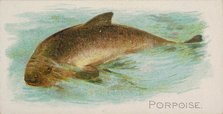 Porpoise, from the Fish from American Waters series (N8) for Allen & Ginter Cigarettes Bra..., 1889. Creator: Allen & Ginter.