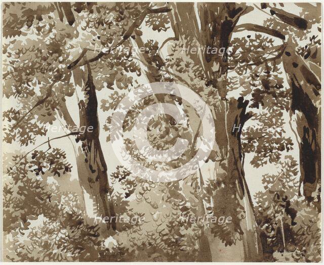 Trees with Dense Undergrowth, 1800/1820. Creator: Franz Kobell.