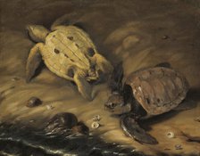 Two turtles, 1690. Creator: David Klocker Ehrenstrahl.