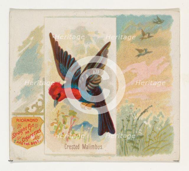 Crested Malimbus, from the Song Birds of the World series (N42) for Allen & Ginter Cigaret..., 1890. Creator: Allen & Ginter.