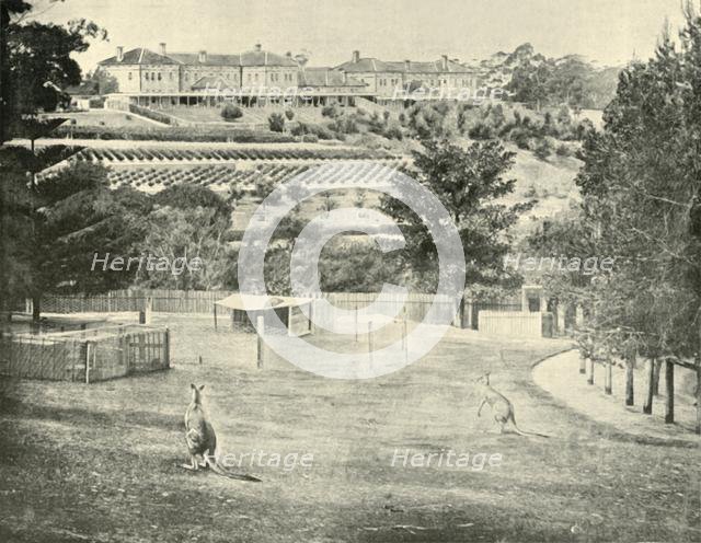 'Gladesville Asylum for the Insane, New South Wales', 1901. Creator: Unknown.