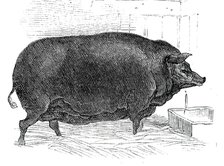 Mr. J. House's Dorsetshire sow, 1844. Creator: Unknown.