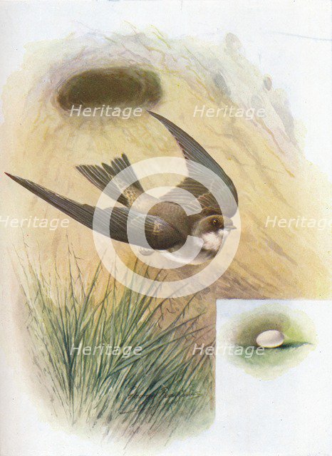 'Sand-Martin - Cot'ile ripa'ria', c1910, (1910). Artist: George James Rankin.