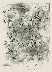 [Dandelion Seeds], 1858 or later., 1858 or later. Creator: William Henry Fox Talbot.